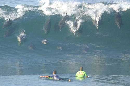dolphins shredding