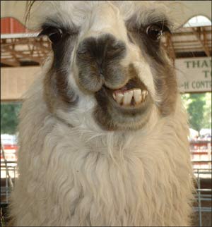 llama